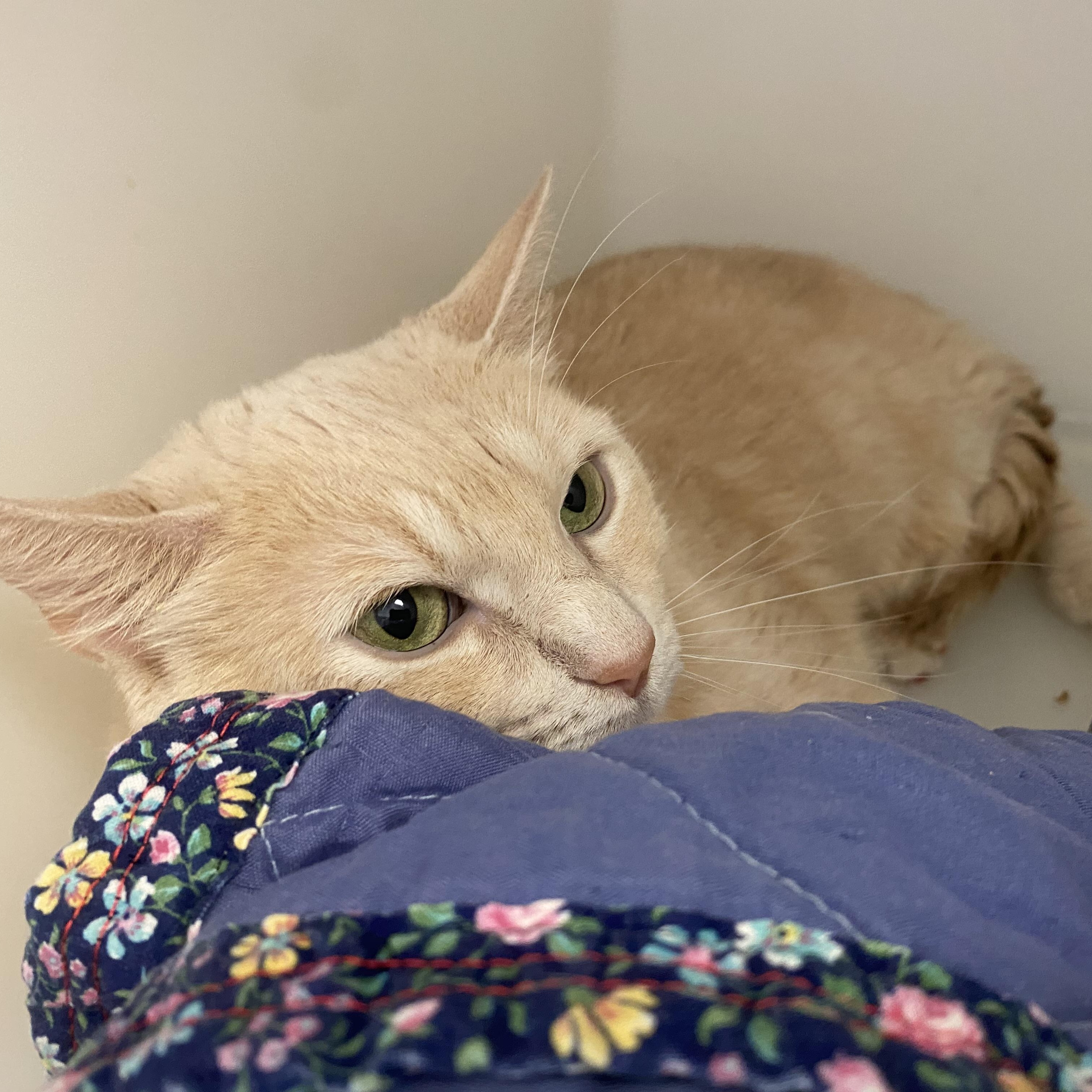 Keiko, ADOPTABLE, Young Female Domestic Short Hair.