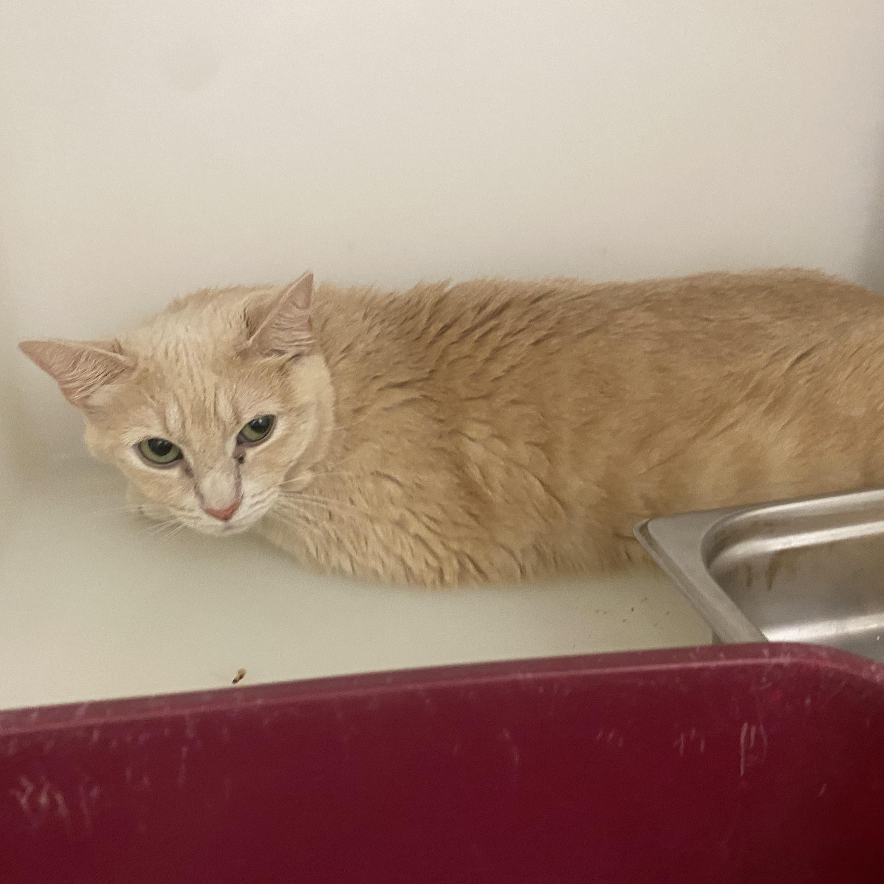 Keiko, a ADOPTABLE Domestic Short Hair in King George, VA image 2/2