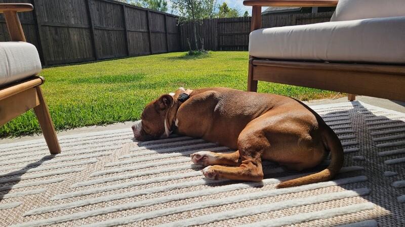 Guppy Delivers Giggles — thumbnail 4