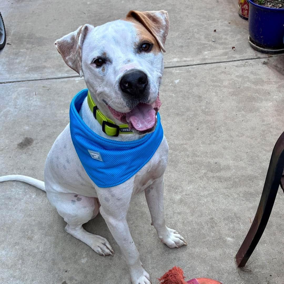 Enlarge Sammy, a ADOPTABLE mixed breed in Edmond, OK image 5/6