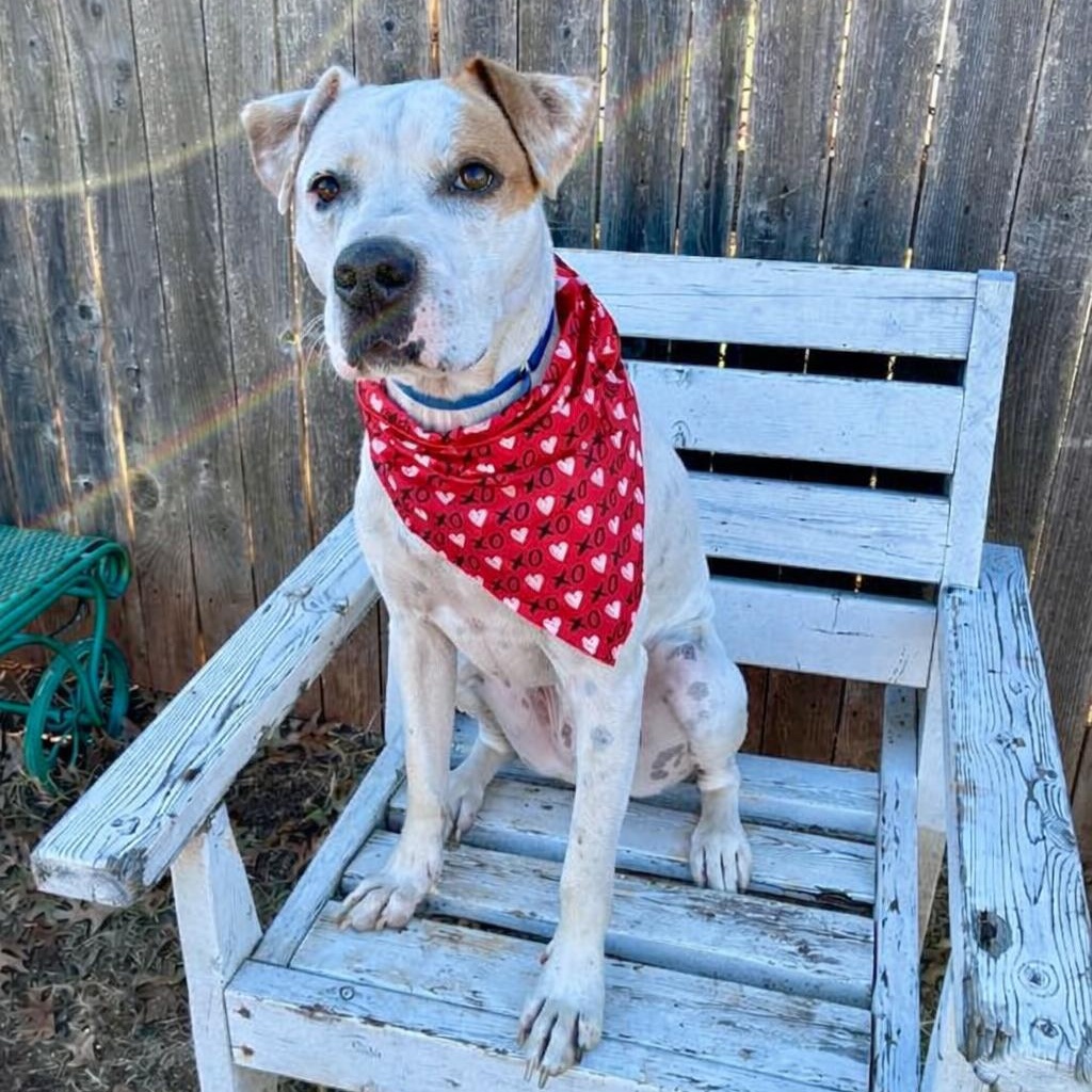 Enlarge Sammy, a ADOPTABLE mixed breed in Edmond, OK image 1/6