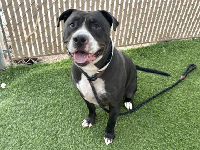 Enlarge DECLAN, a Adoptable Pit Bull Terrier in Phoenix, AZ image 1/1