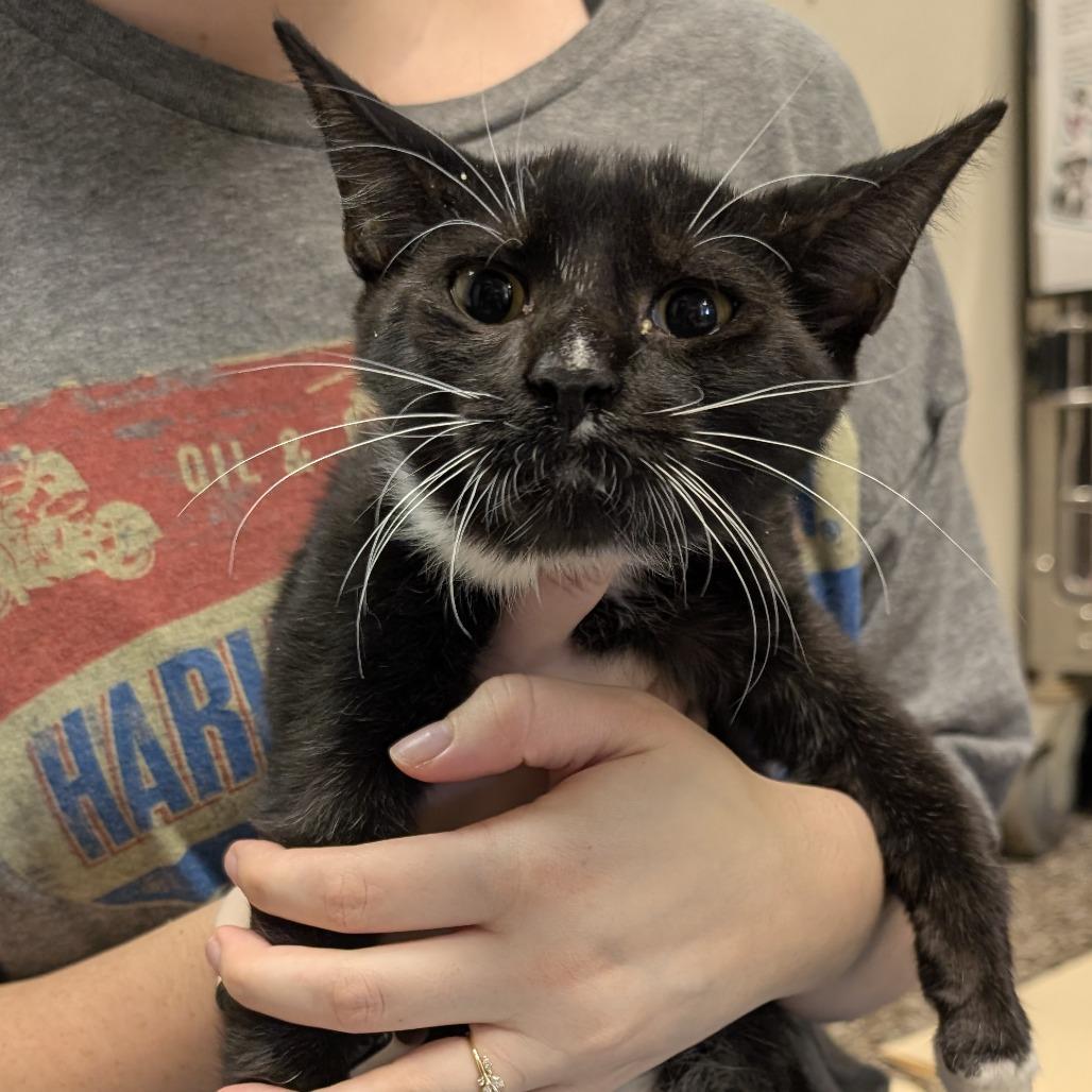 Champ, Adoptable, Kitten Male Domestic Short Hair.