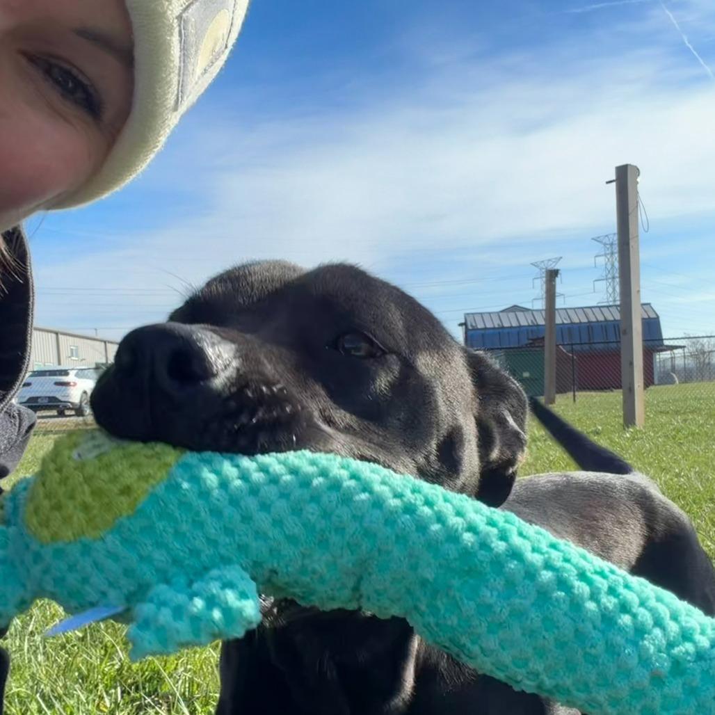 Selene, Adoptable, Adult Female Pit Bull Terrier.