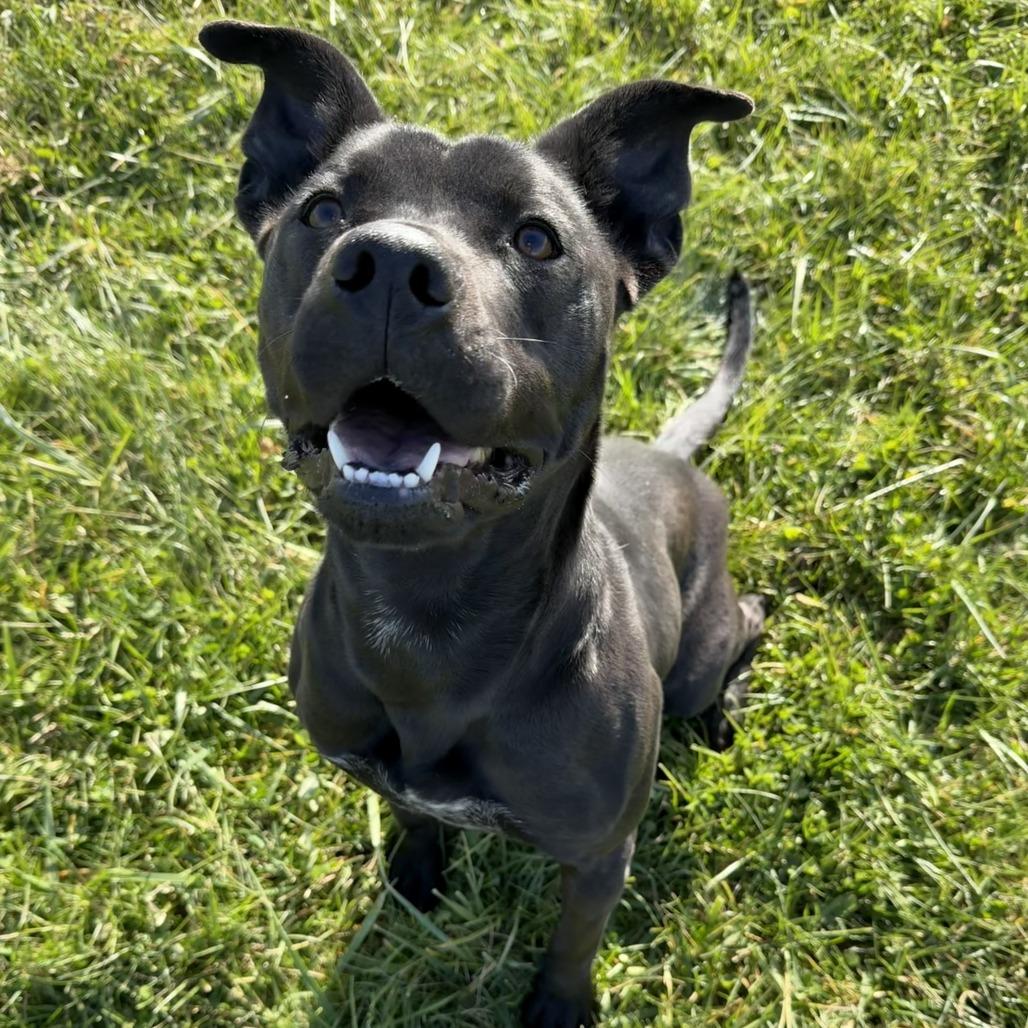 Selene, a Adoptable mixed breed in Winchester, TN image 2/6