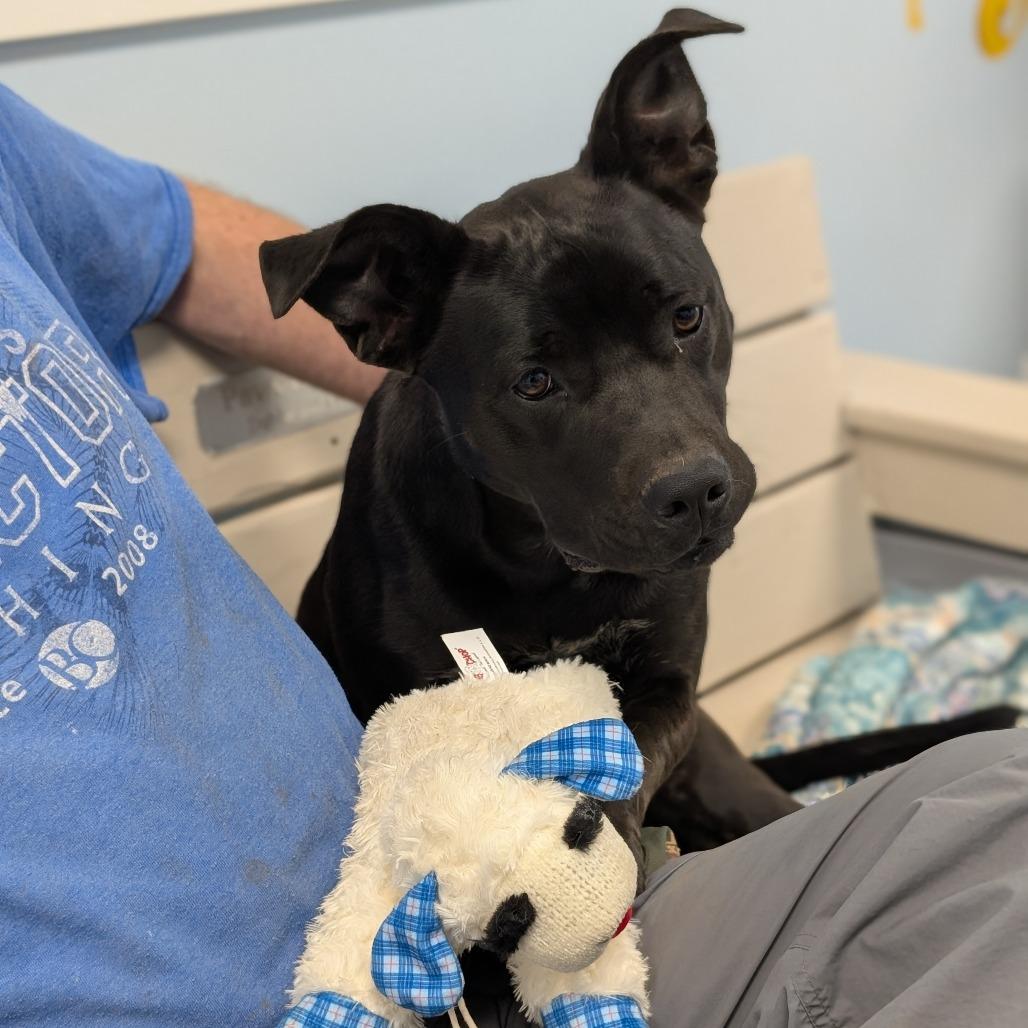 Selene, a Adoptable mixed breed in Winchester, TN image 3/6