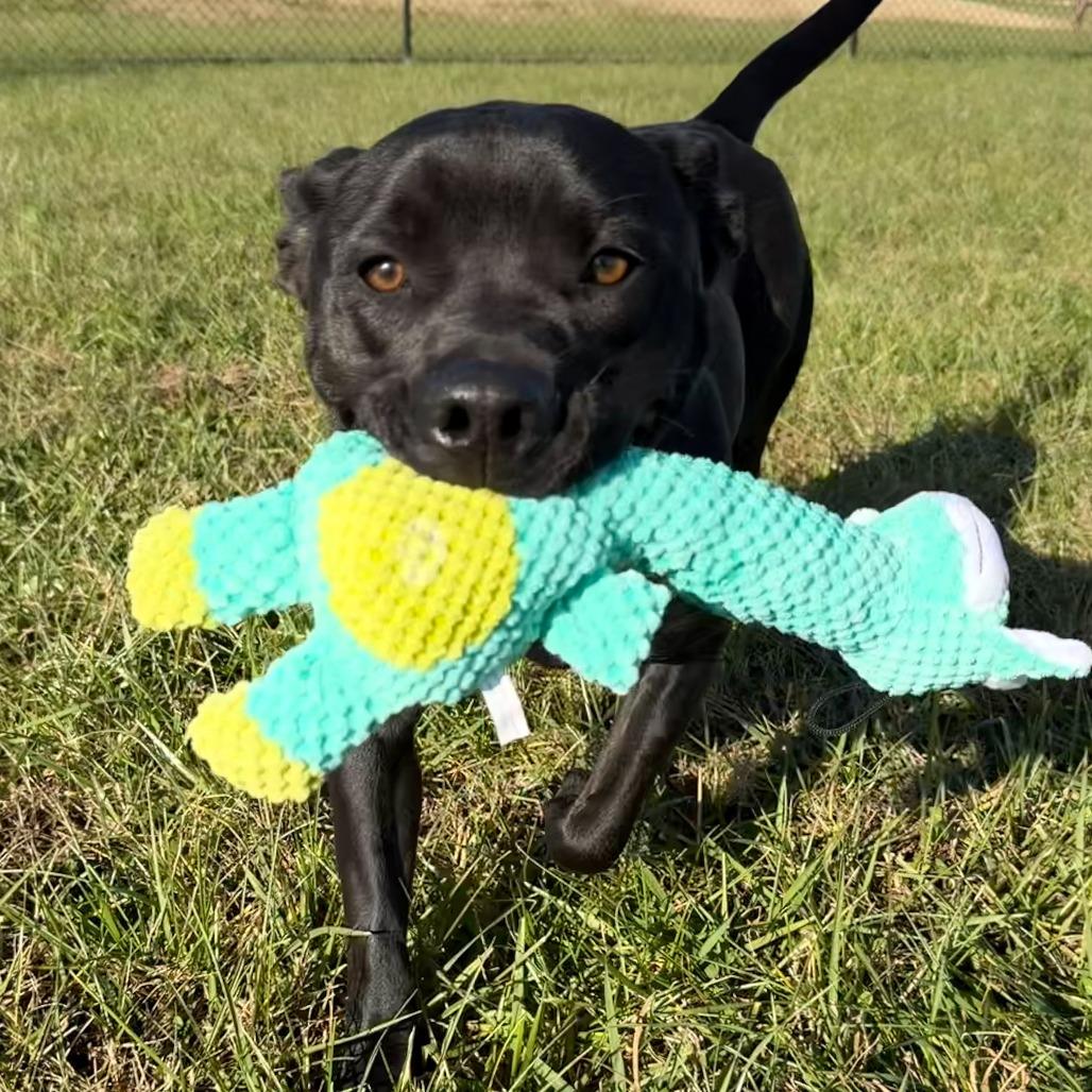 Selene, a Adoptable mixed breed in Winchester, TN image 4/6