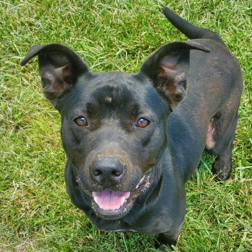 Selene, a Adoptable mixed breed in Winchester, TN image 5/6