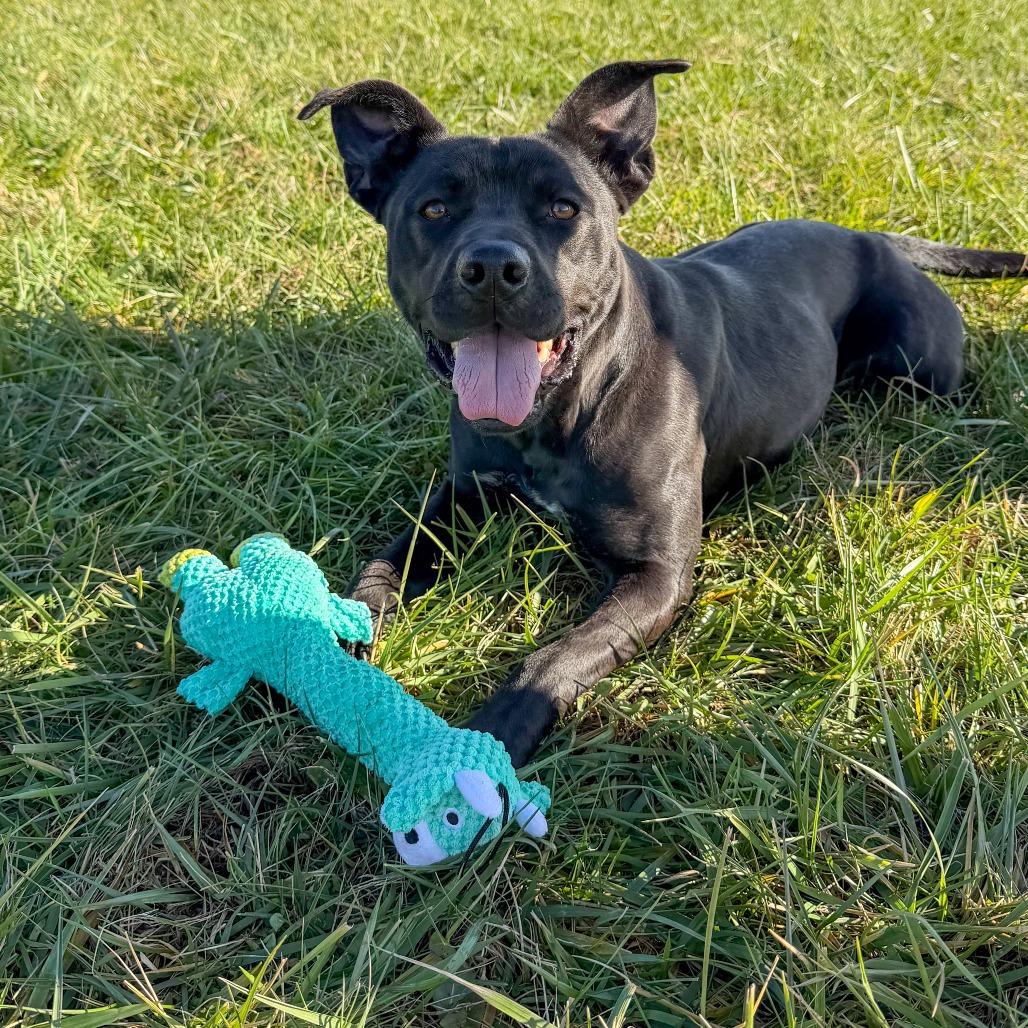 Selene, a Adoptable mixed breed in Winchester, TN image 6/6