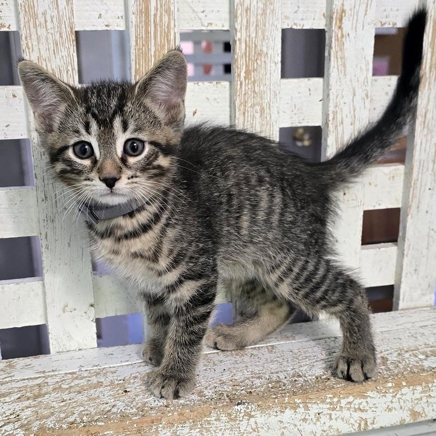 Enlarge Spoogily, a Adoptable Domestic Short Hair in Guelph, ON image 2/2