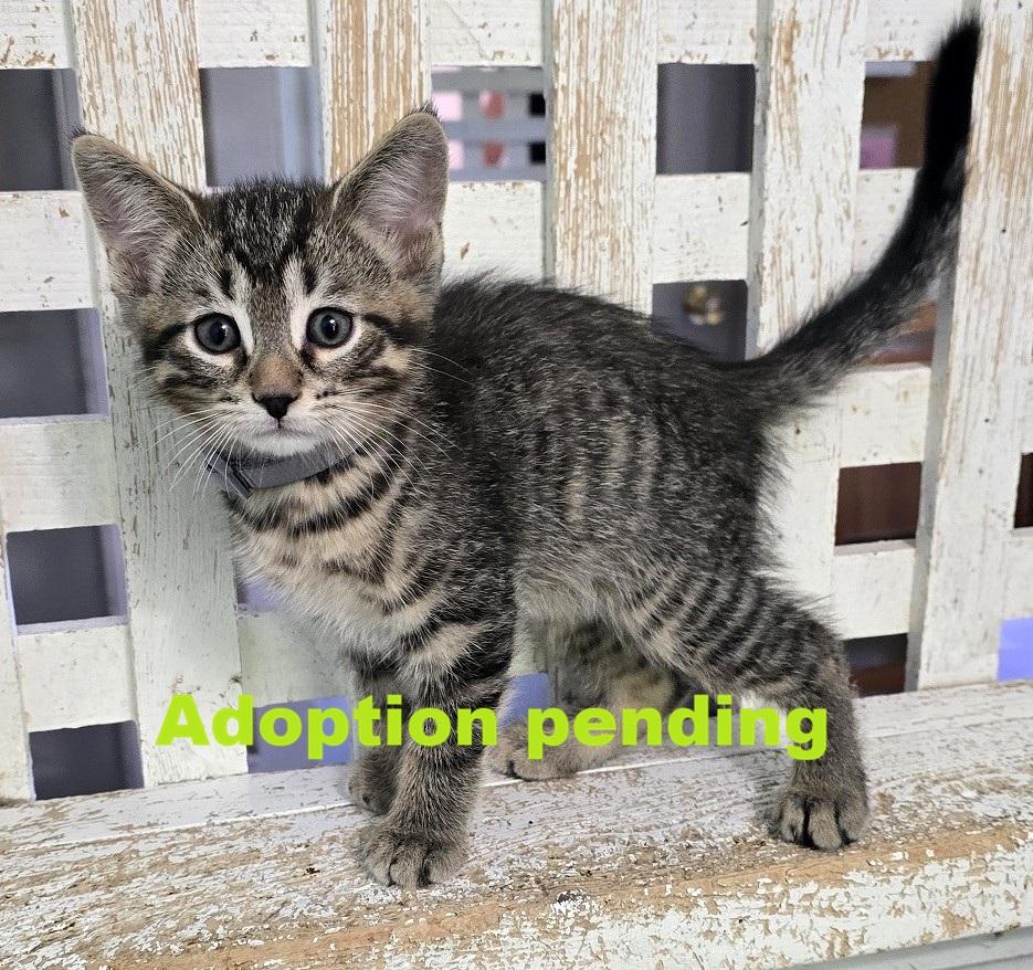 Enlarge Spoogily, a Adoptable Domestic Short Hair in Guelph, ON image 1/2