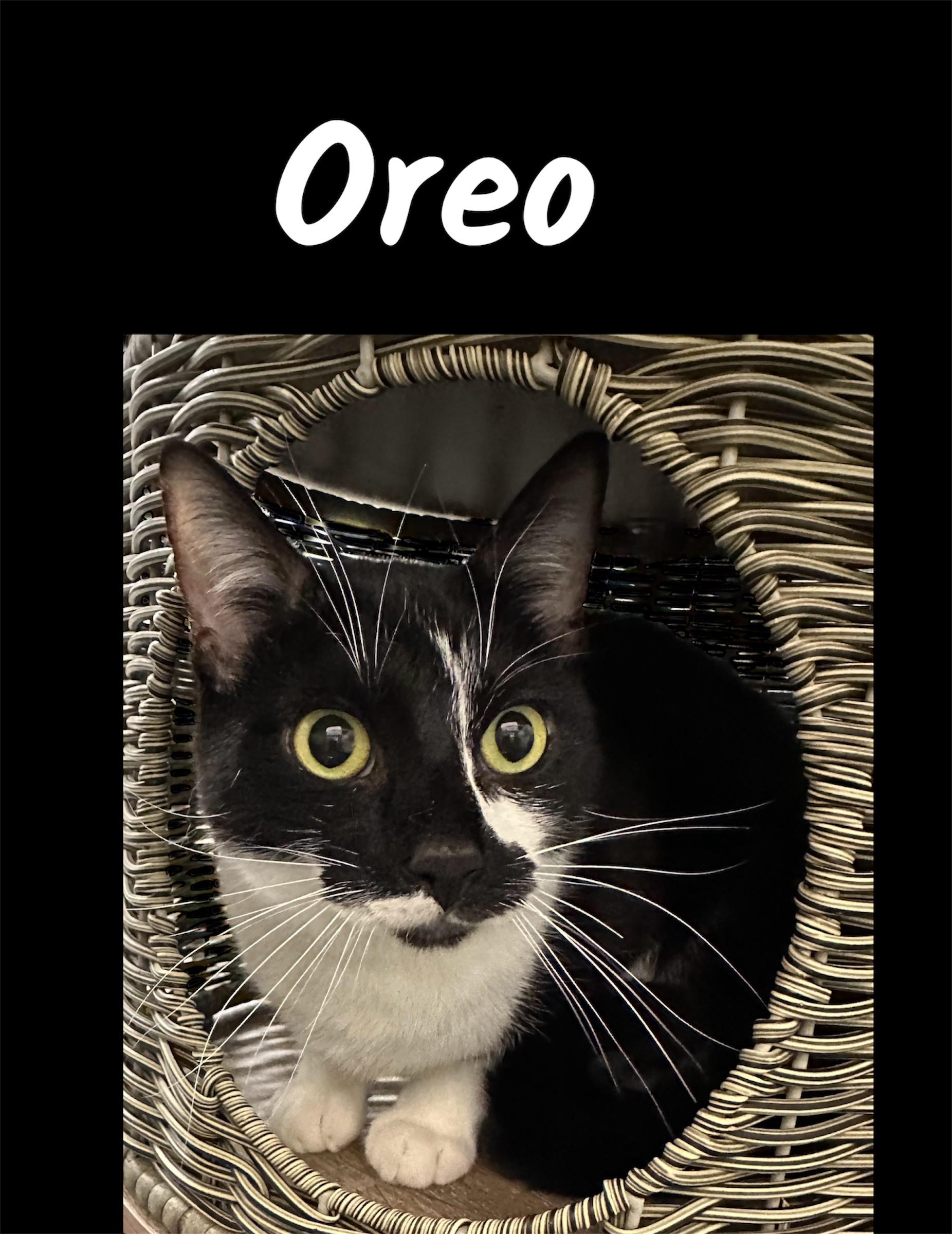 Oreo, ADOPTABLE, Adult Male Domestic Short Hair.