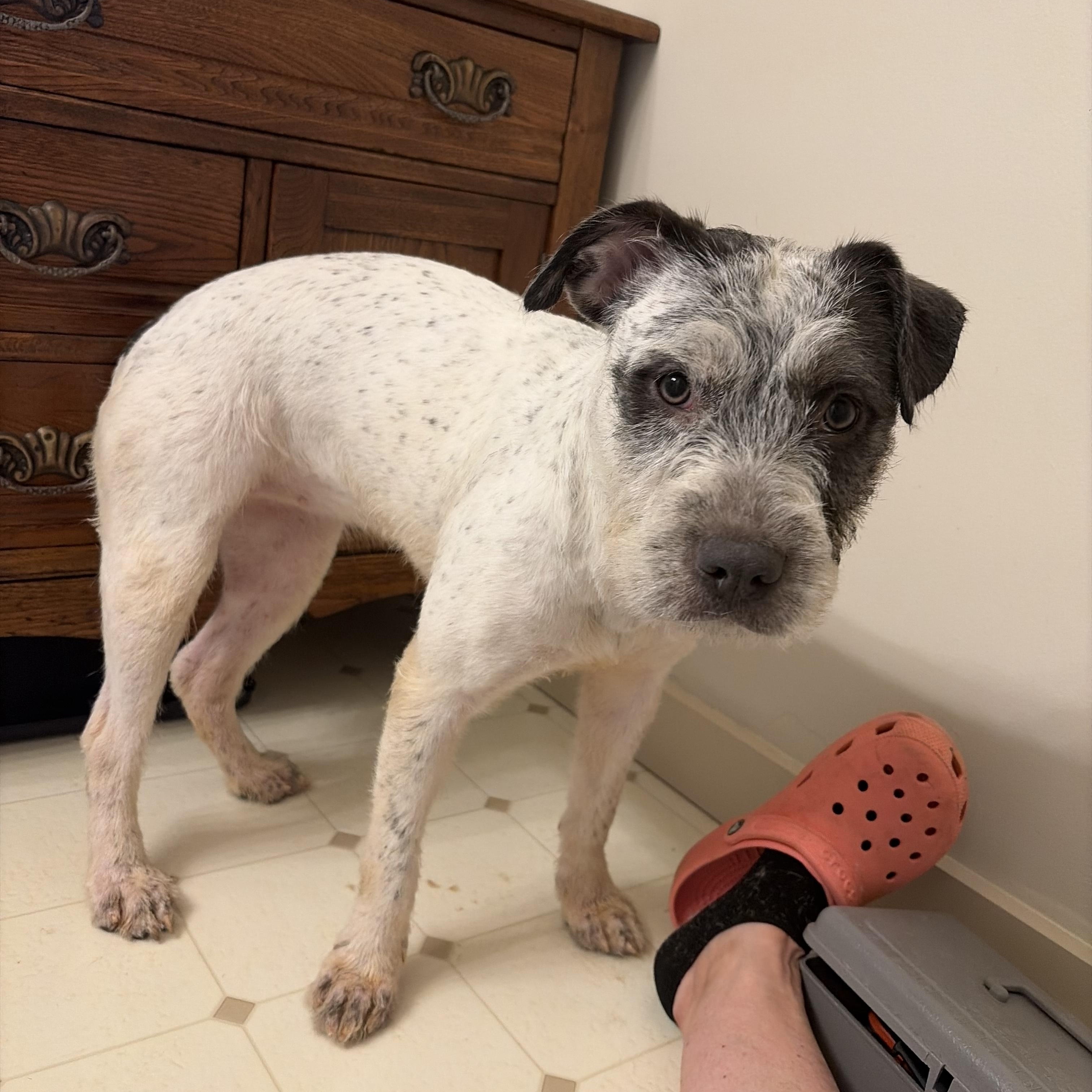 Panda, Adopted, Young Female Wire Fox Terrier.
