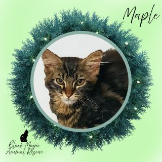 Enlarge Maple, a Adoptable Domestic Long Hair in Casa Grande, AZ image 1/1