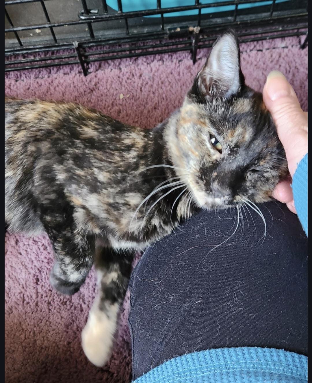 Enlarge Blueberry, an adopted Domestic Short Hair in Blue Springs, MO image 1/4