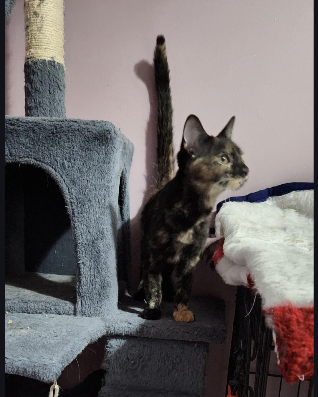 Enlarge Blueberry, an adopted Domestic Short Hair in Blue Springs, MO image 4/4