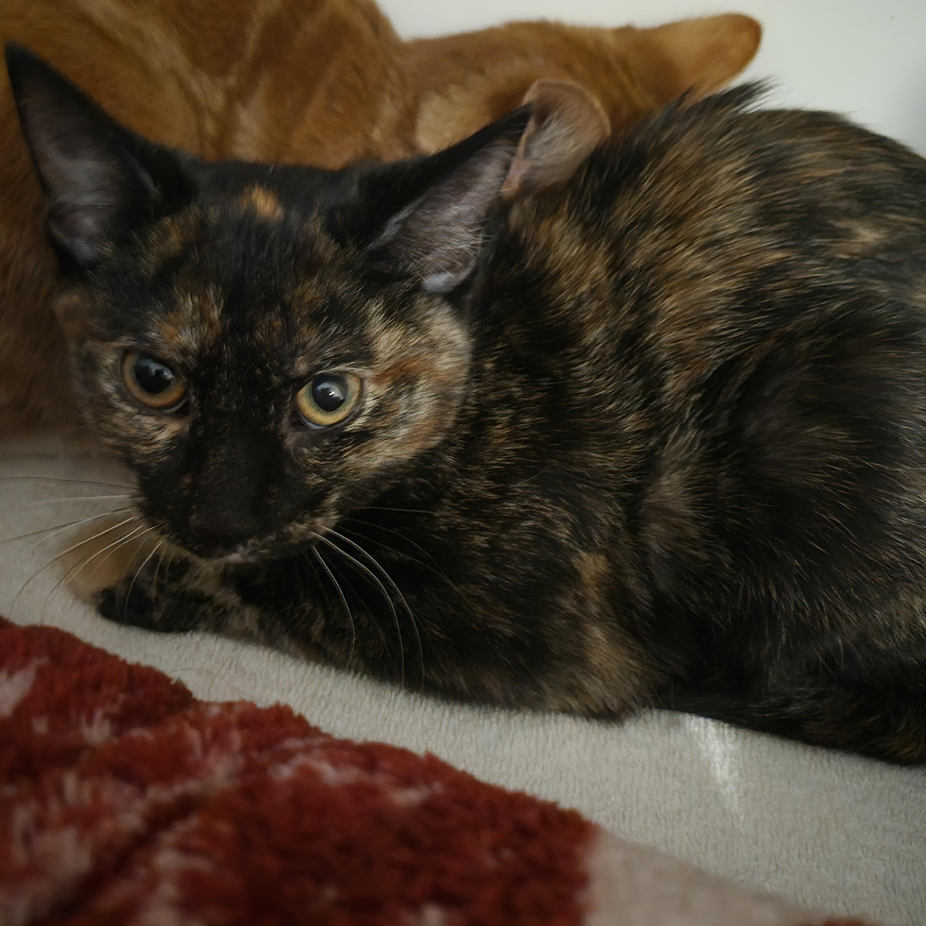Enlarge Blueberry, an adopted Domestic Short Hair in Blue Springs, MO image 2/4