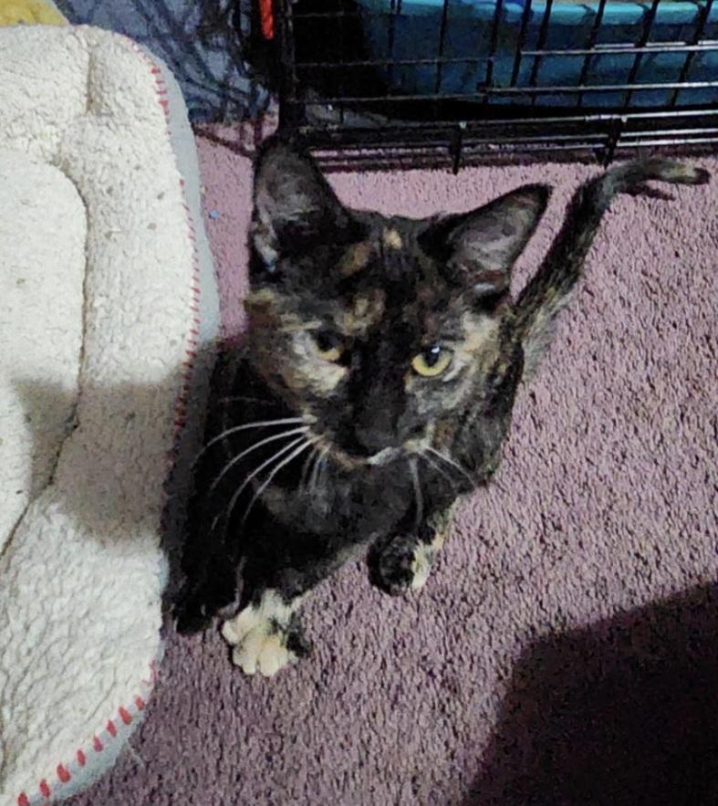 Enlarge Blueberry, an adopted Domestic Short Hair in Blue Springs, MO image 3/4