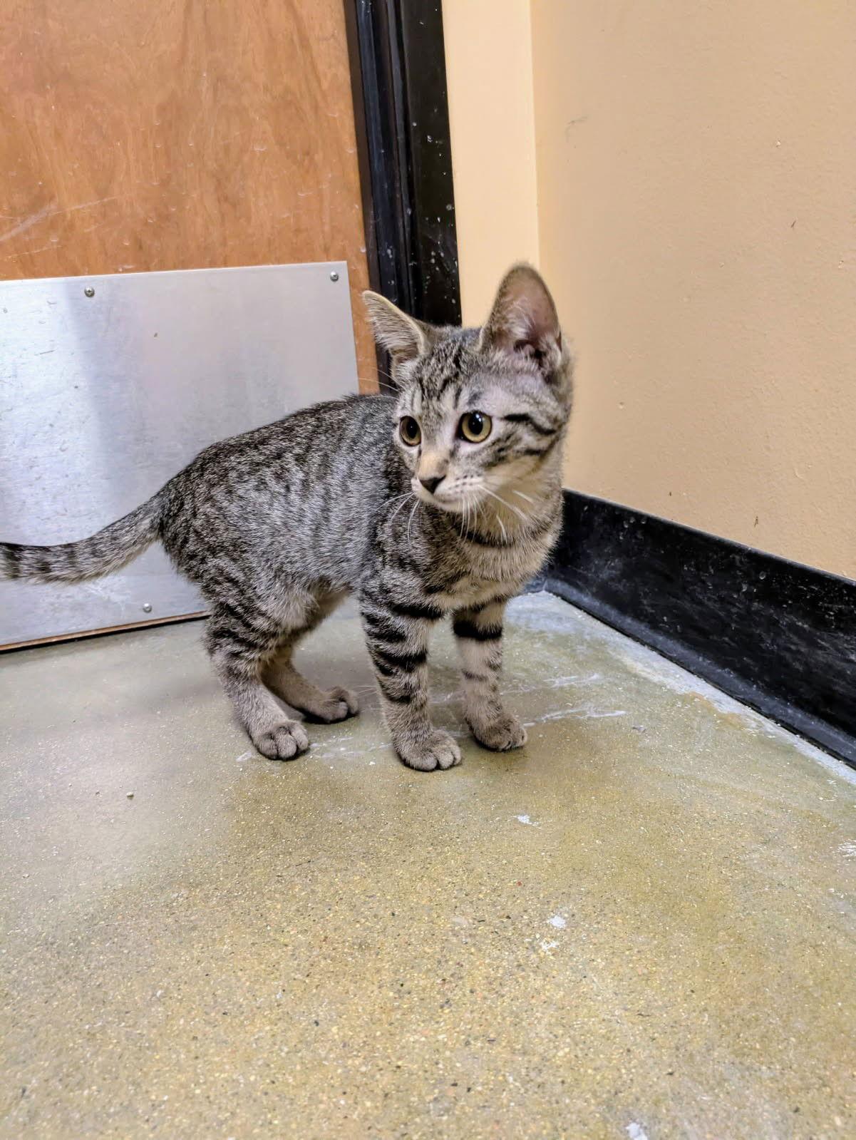 Safari, Adopted, Young Female Domestic Short Hair.