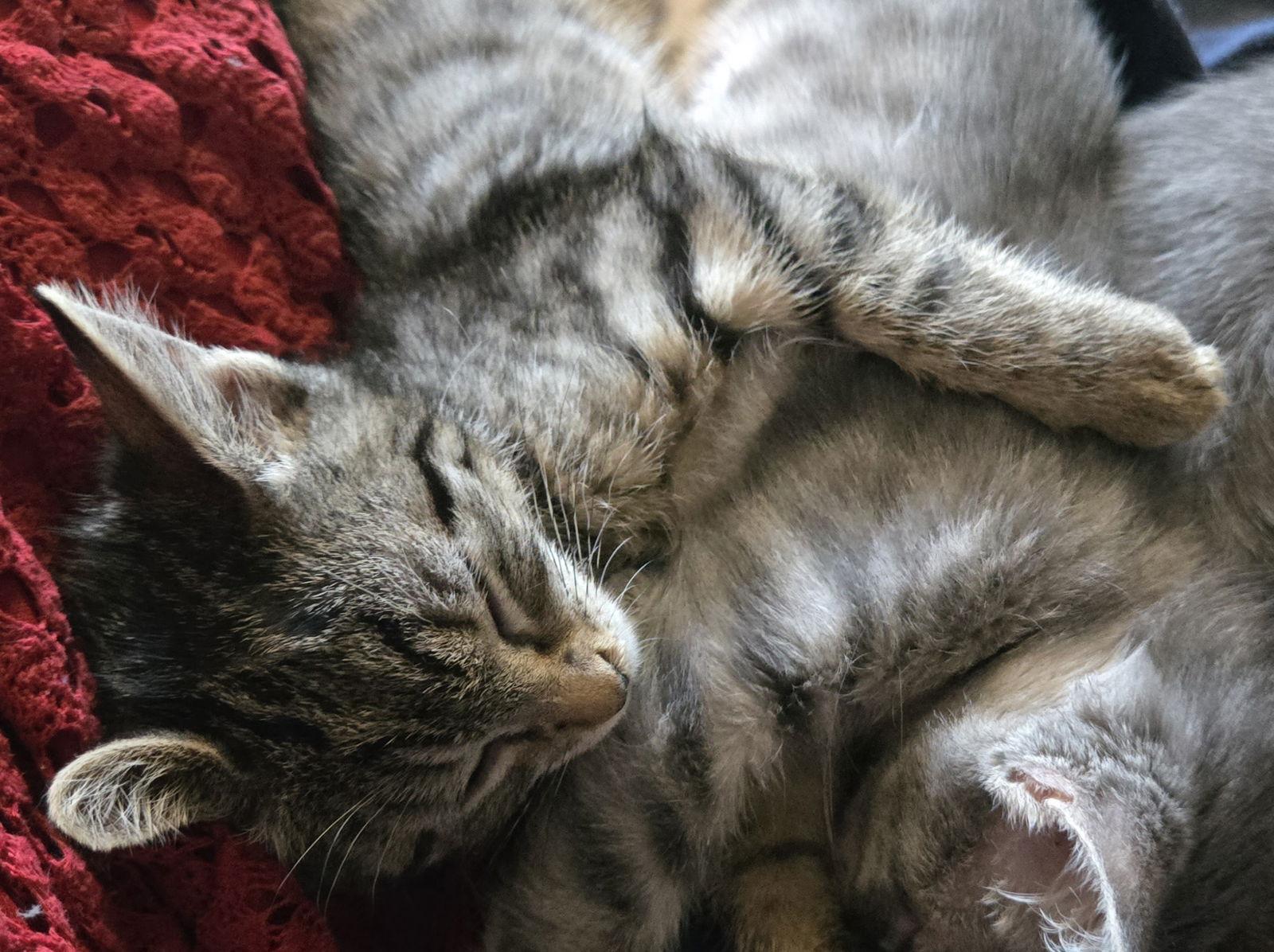 Enlarge Safari, a Adopted Domestic Short Hair in Aurora, CO image 2/3