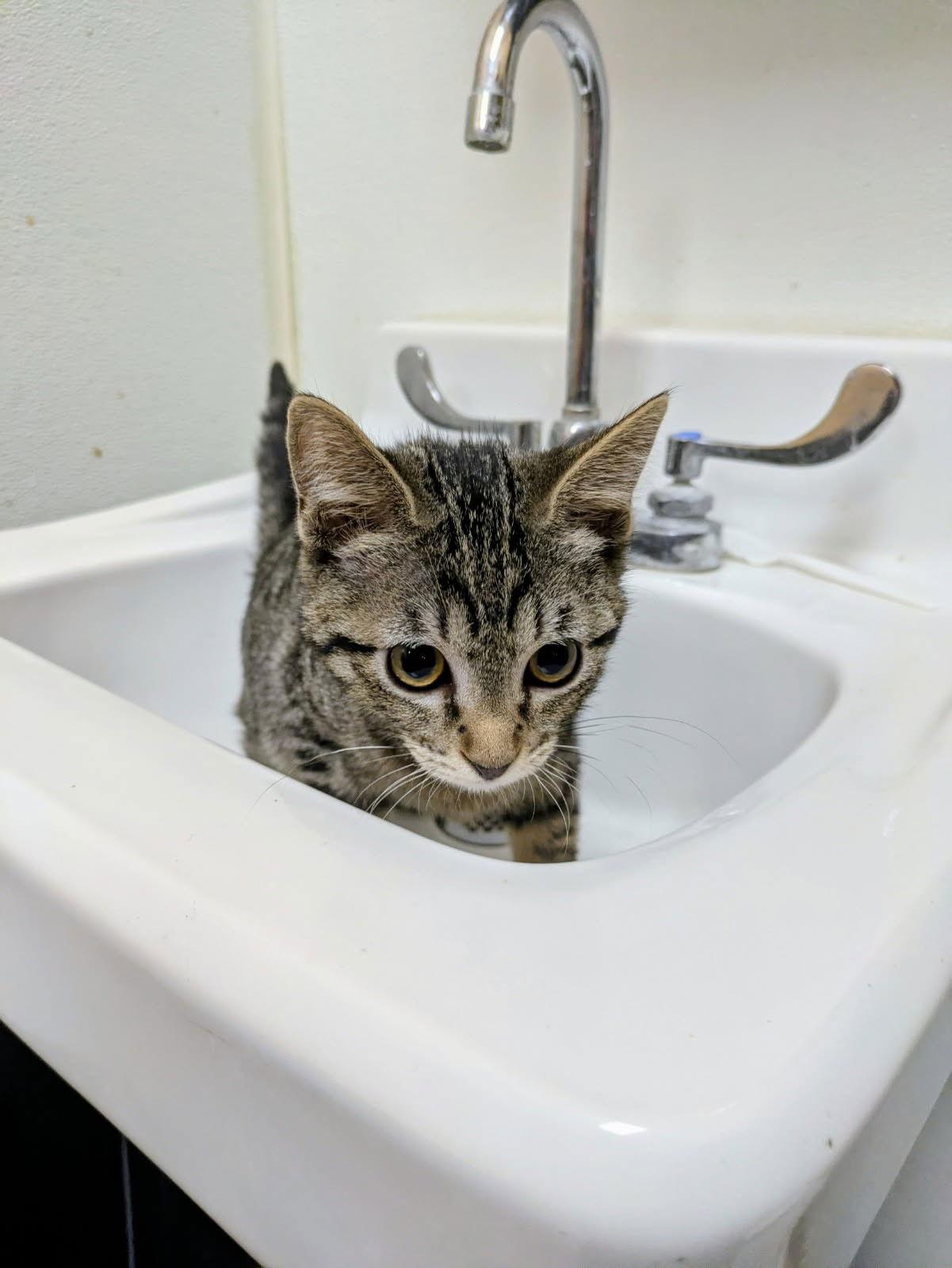 Enlarge Safari, a Adopted Domestic Short Hair in Aurora, CO image 3/3