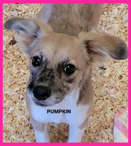 Enlarge Pumpkin, a Adopted mixed breed in Granbury, TX image 2/3