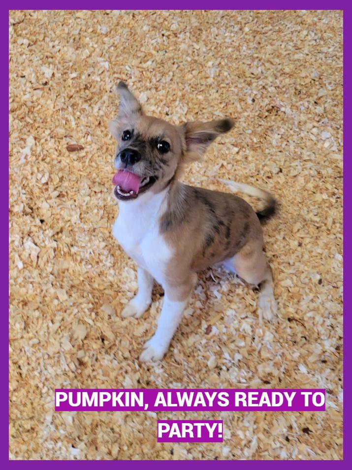 Enlarge Pumpkin, a Adopted mixed breed in Granbury, TX image 3/3