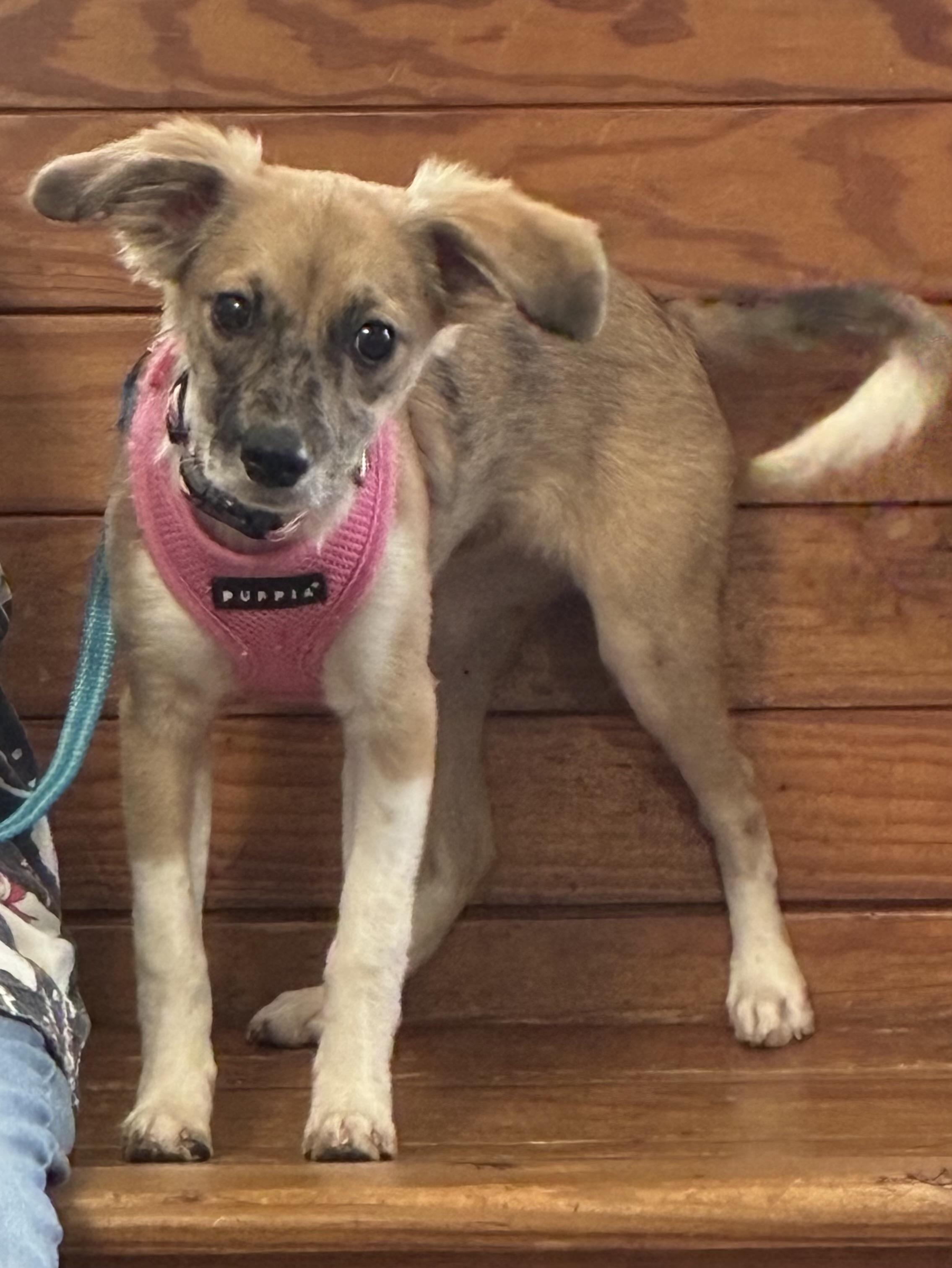 Pumpkin, Adopted, Puppy Female Terrier.