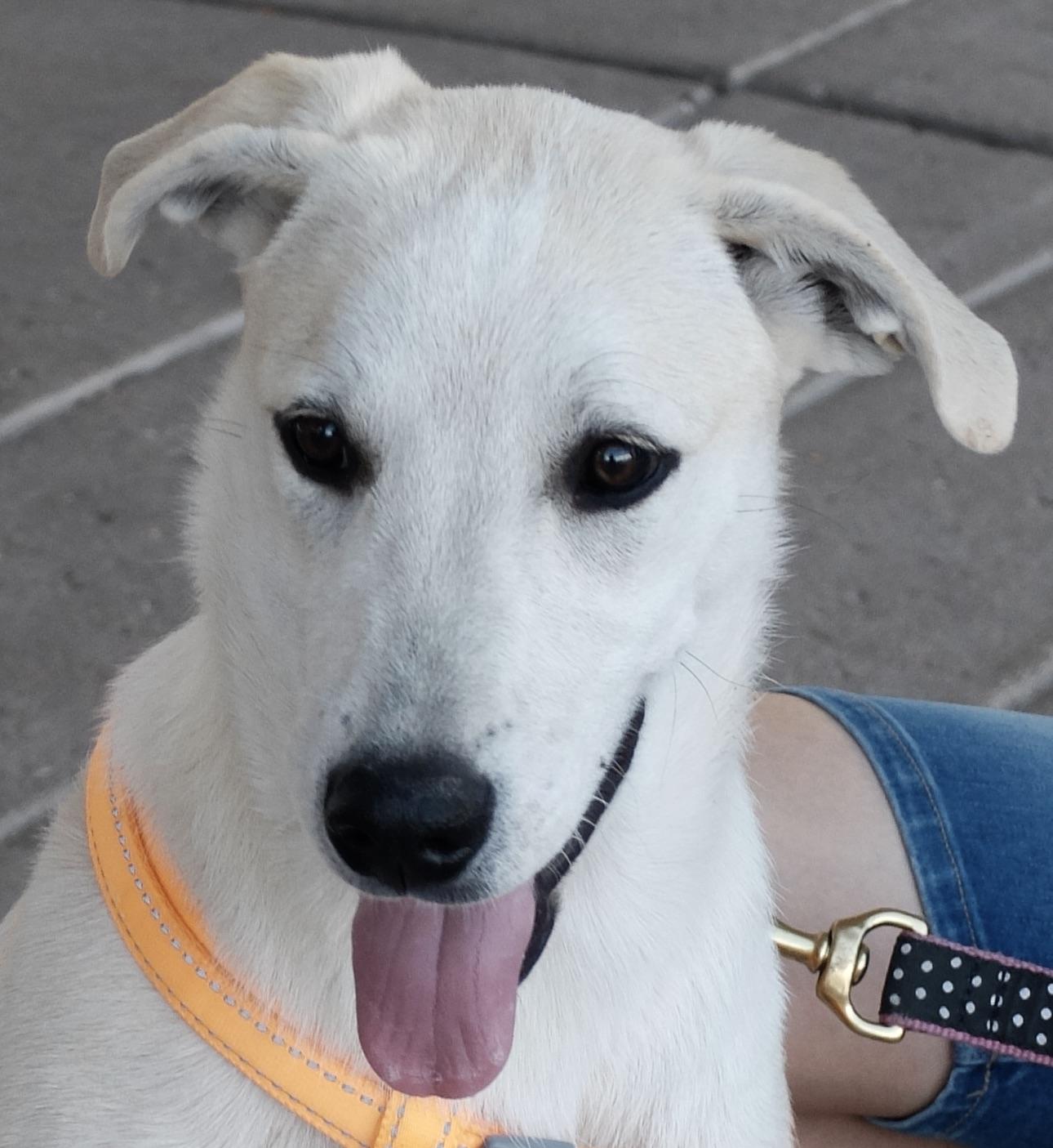Girl Choctaw, Adoptable, Puppy Female Akbash.