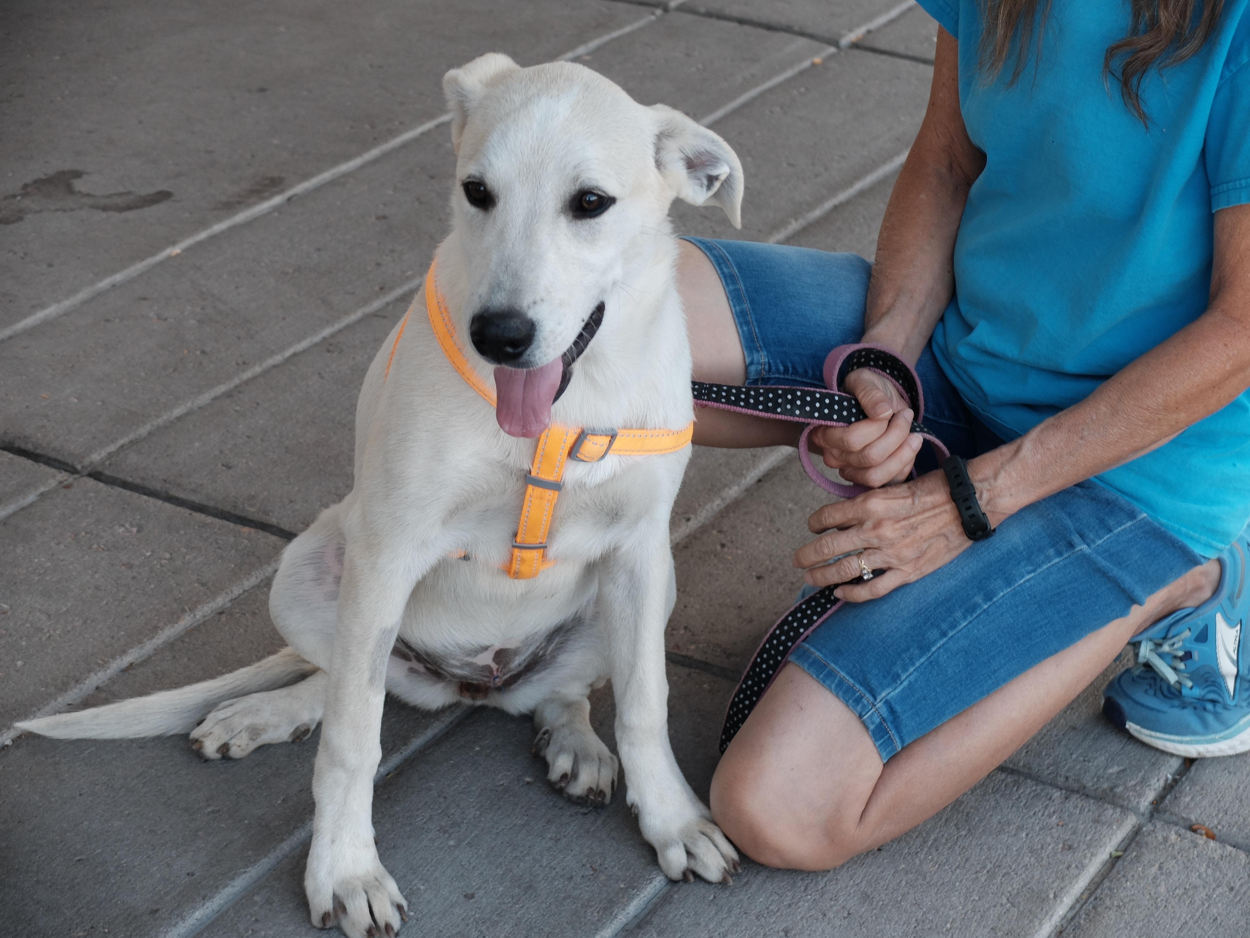 Enlarge Girl Choctaw, a Adoptable mixed breed in San Luis, CO image 2/5
