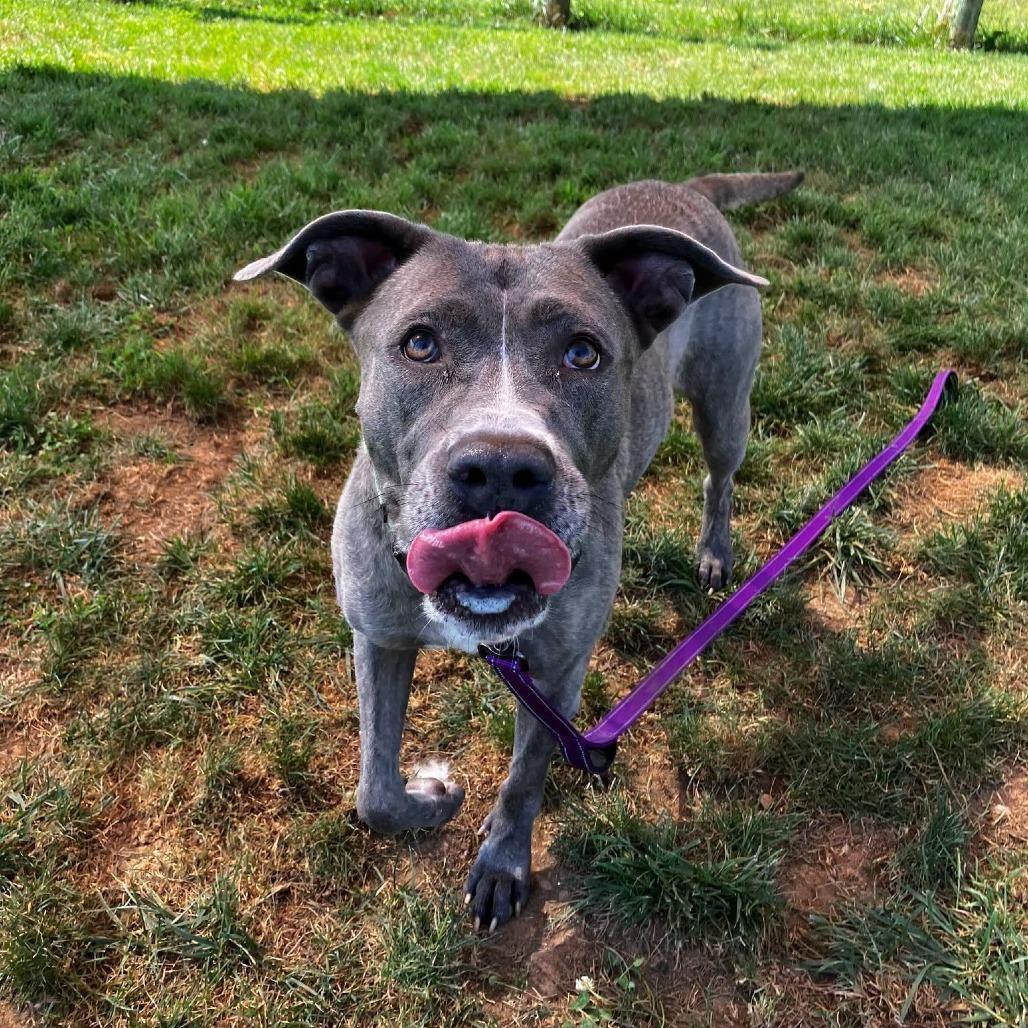Enlarge Hazel, a Adoptable Mixed Breed in Marshall, VA image 2/6
