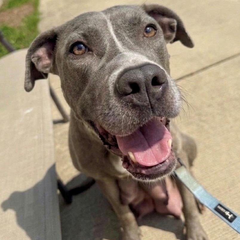 Enlarge Hazel, a Adoptable Mixed Breed in Marshall, VA image 3/6