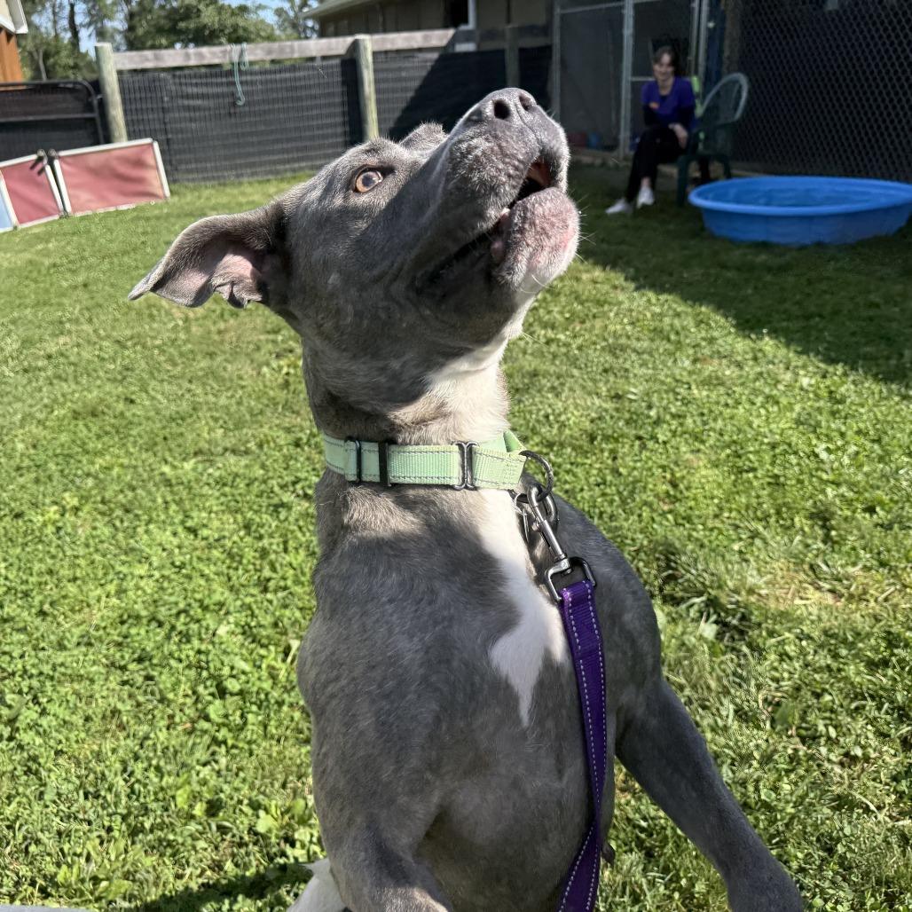 Enlarge Hazel, a Adoptable Mixed Breed in Marshall, VA image 4/6