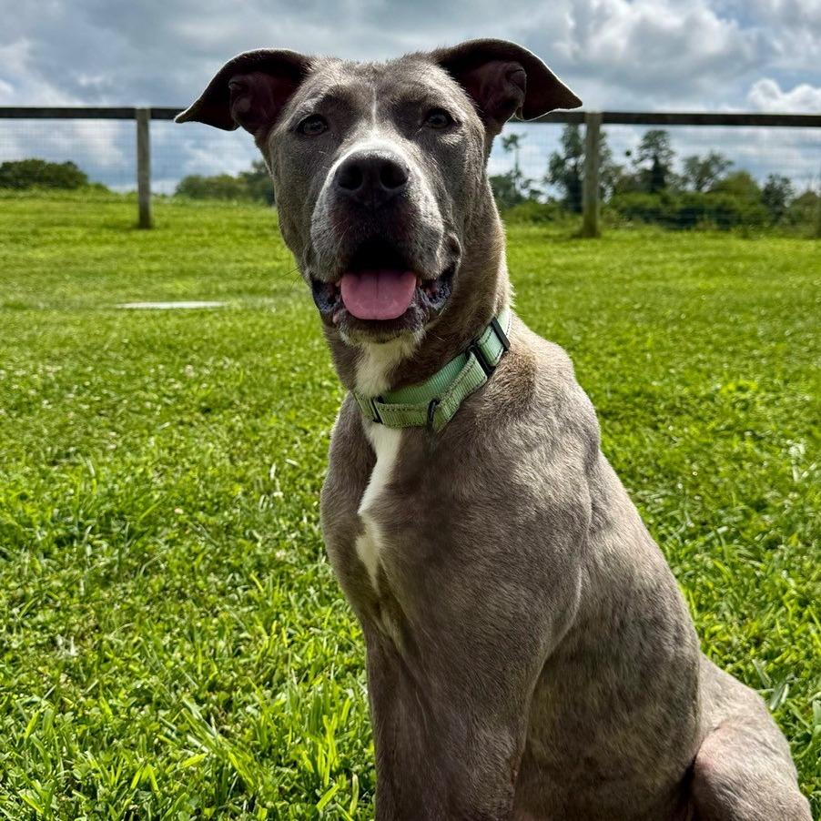 Enlarge Hazel, a Adoptable Mixed Breed in Marshall, VA image 5/6