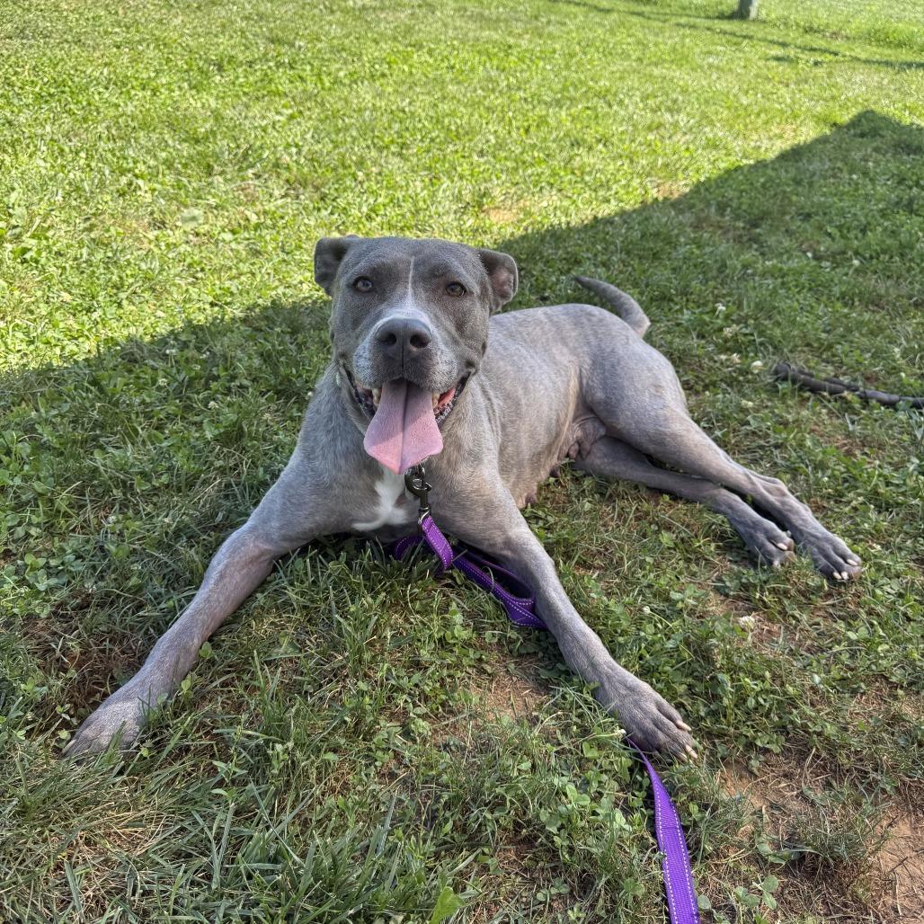 Enlarge Hazel, a Adoptable Mixed Breed in Marshall, VA image 6/6