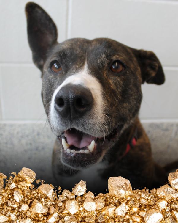 Penelope, Adoptable, Adult Female Boxer & Beagle.