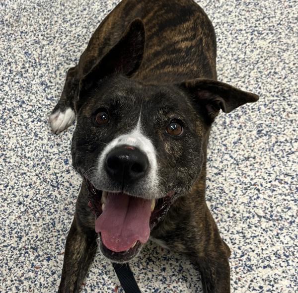 Enlarge Penelope, a Adoptable mixed breed in Golden, CO image 2/4