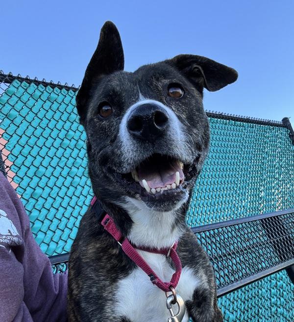 Enlarge Penelope, a Adoptable mixed breed in Golden, CO image 3/4