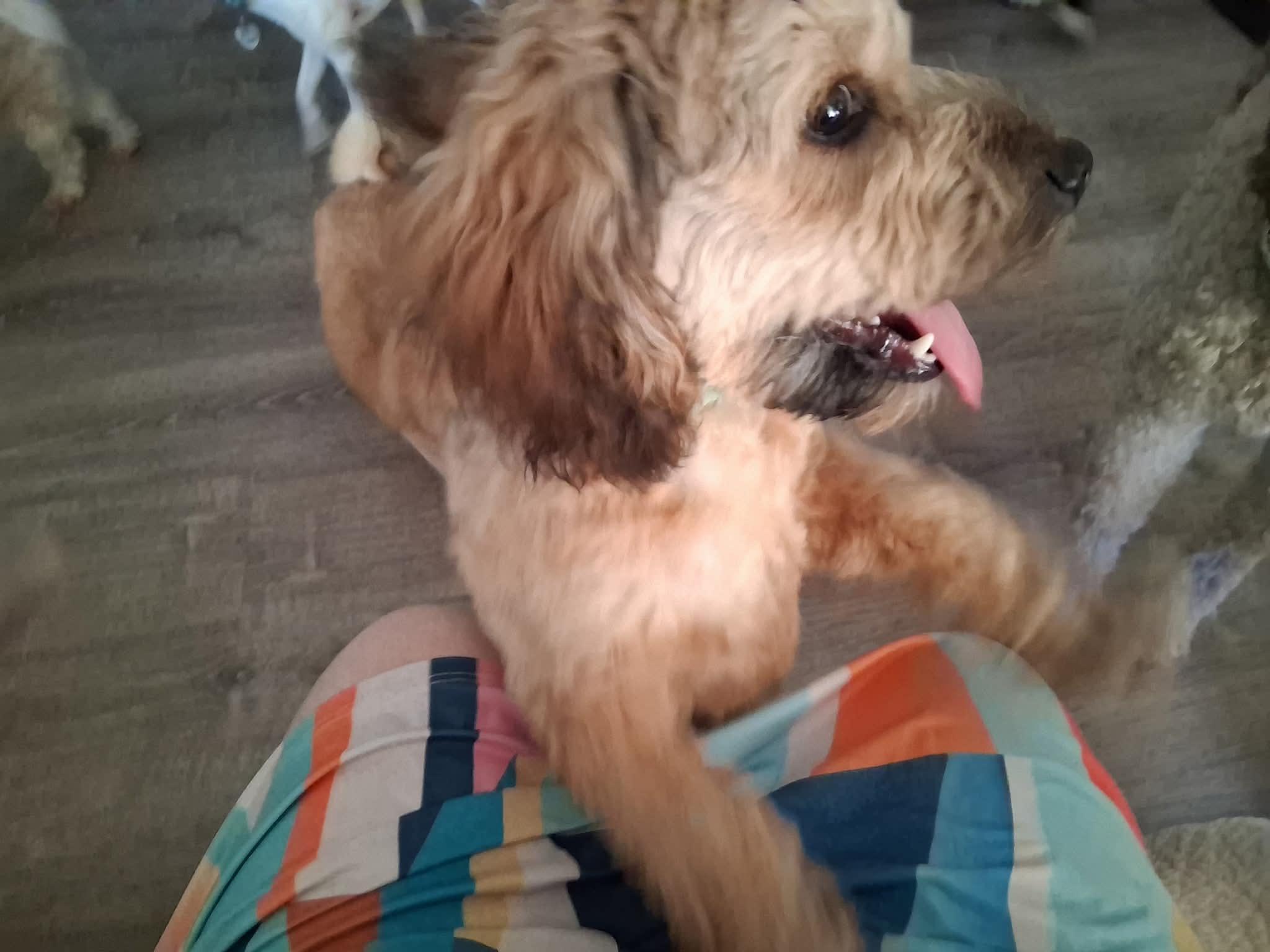 Enlarge Courtesy Post - Teddy, a Adopted mixed breed in Vernon, CT image 1/1