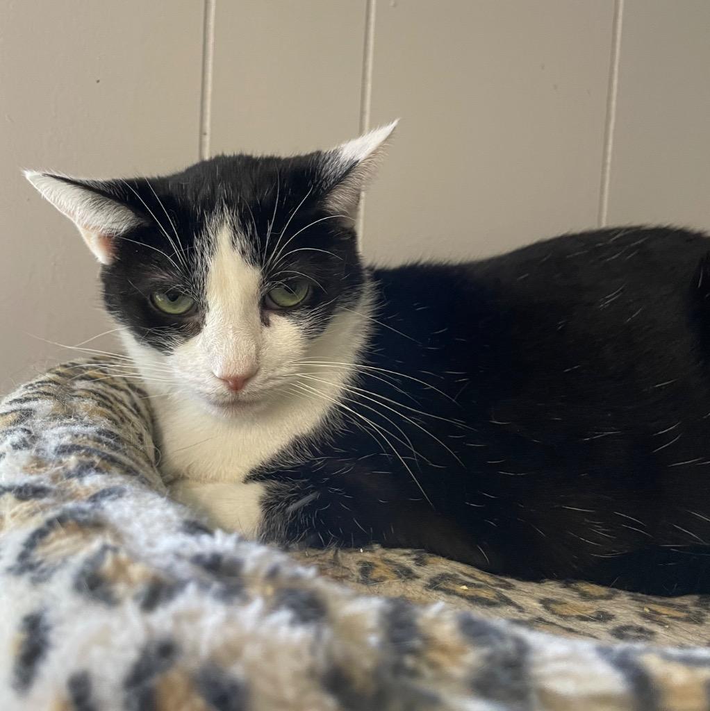 Enlarge Cher, a Adoptable mixed breed in Portland, IN image 2/4