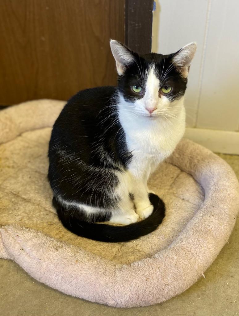 Enlarge Cher, a Adoptable mixed breed in Portland, IN image 3/4