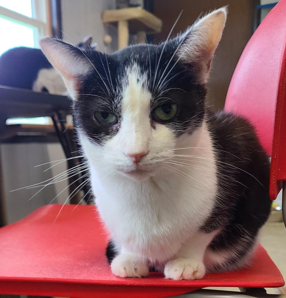 Enlarge Cher, a Adoptable mixed breed in Portland, IN image 6/6