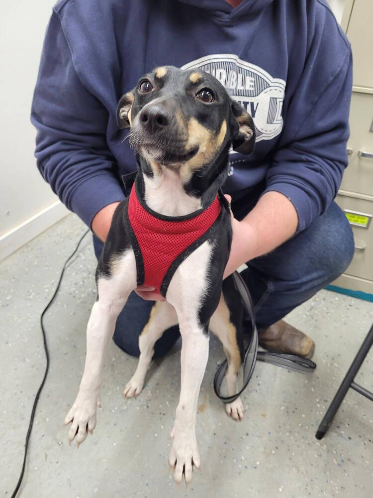Roxie, Adoptable, Adult Female Rat Terrier.