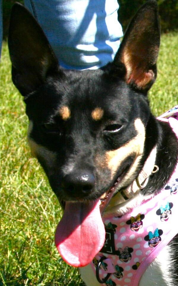 Enlarge Roxie, a Adoptable Rat Terrier in Linton, IN image 2/3