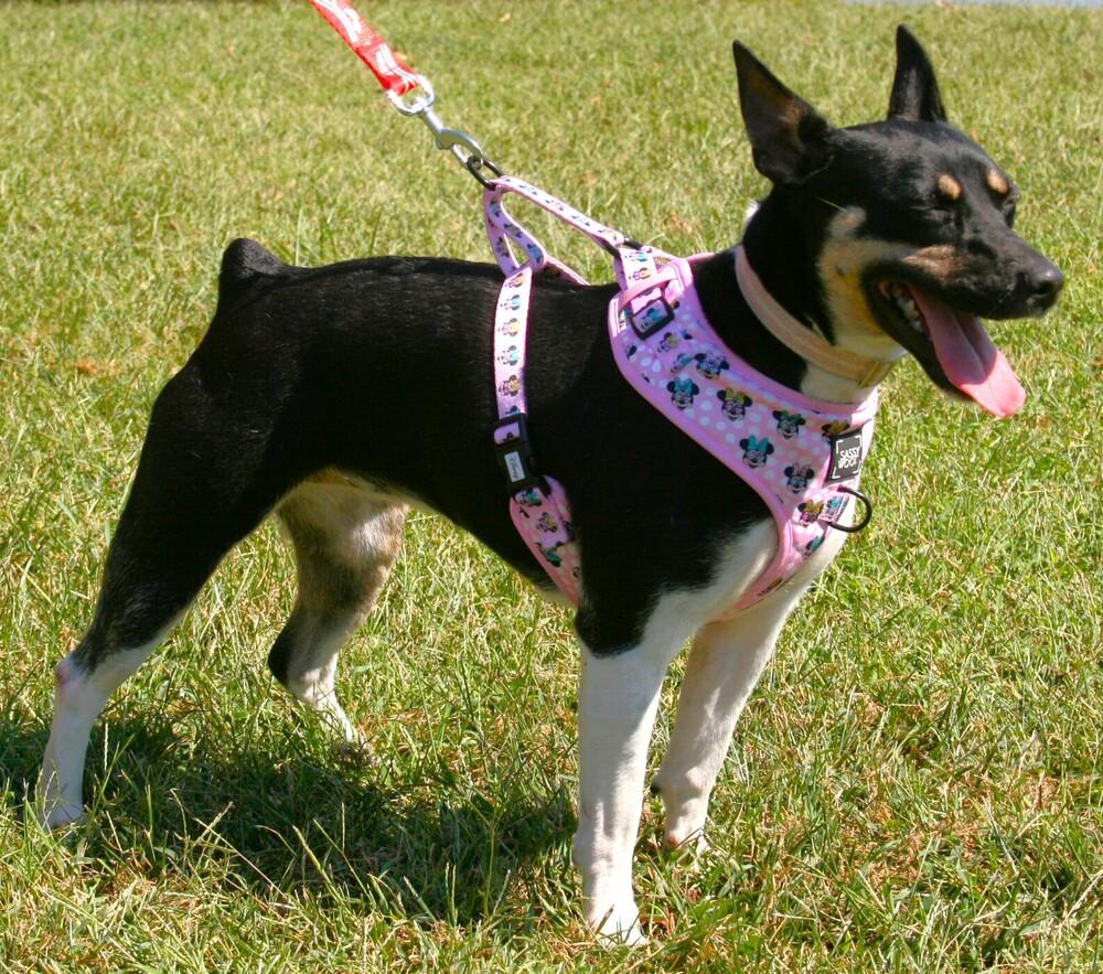 Enlarge Roxie, a Adoptable Rat Terrier in Linton, IN image 3/3