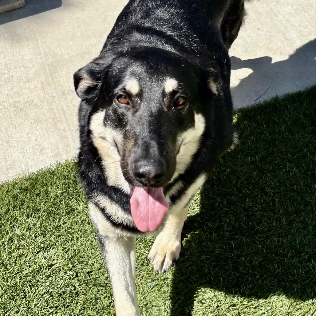 Willow/Courtesy Post, Adoptable, Adult Female Belgian Shepherd / Malinois & Black Labrador Retriever.