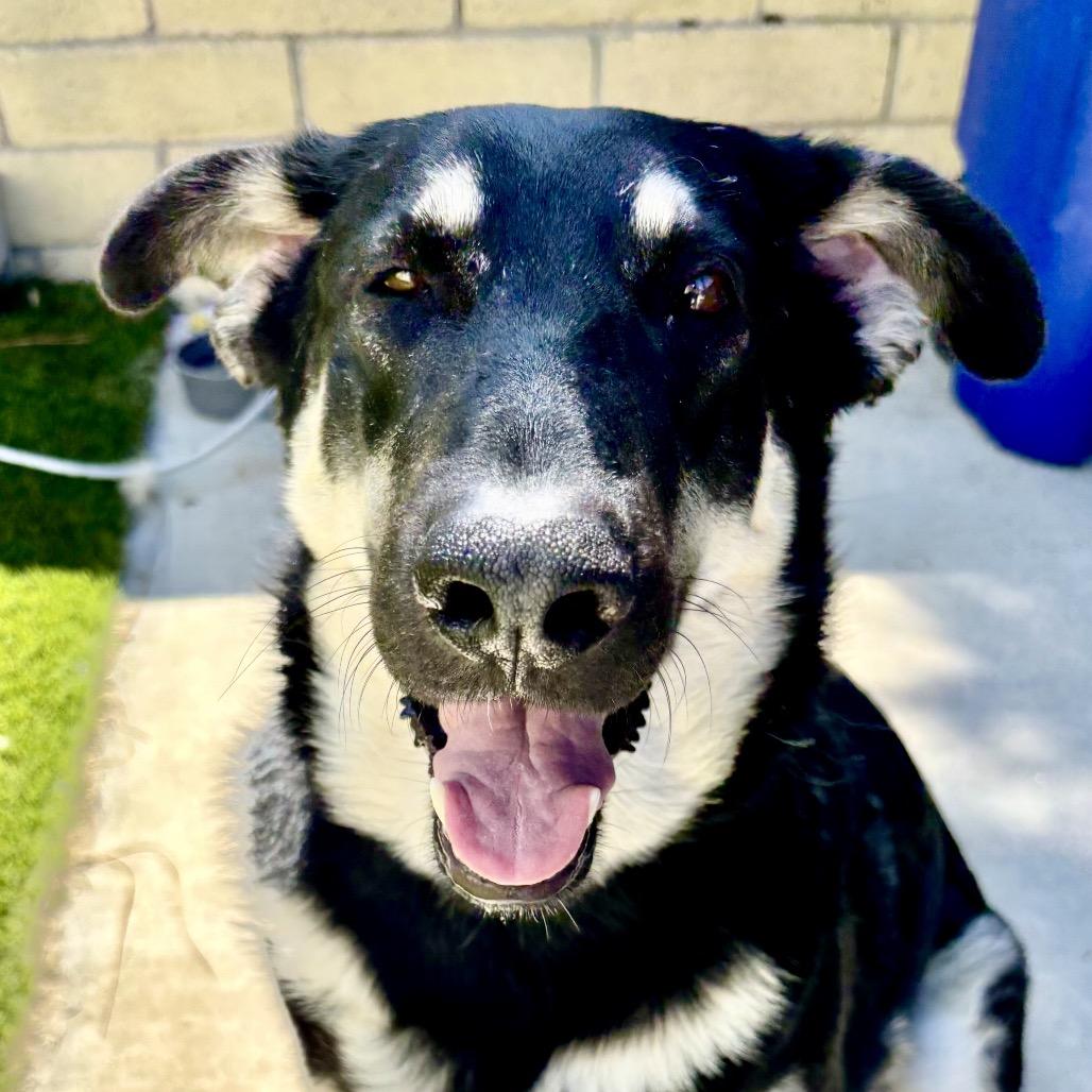 Willow/Courtesy Post, a Adoptable mixed breed in Long Beach, CA image 2/2