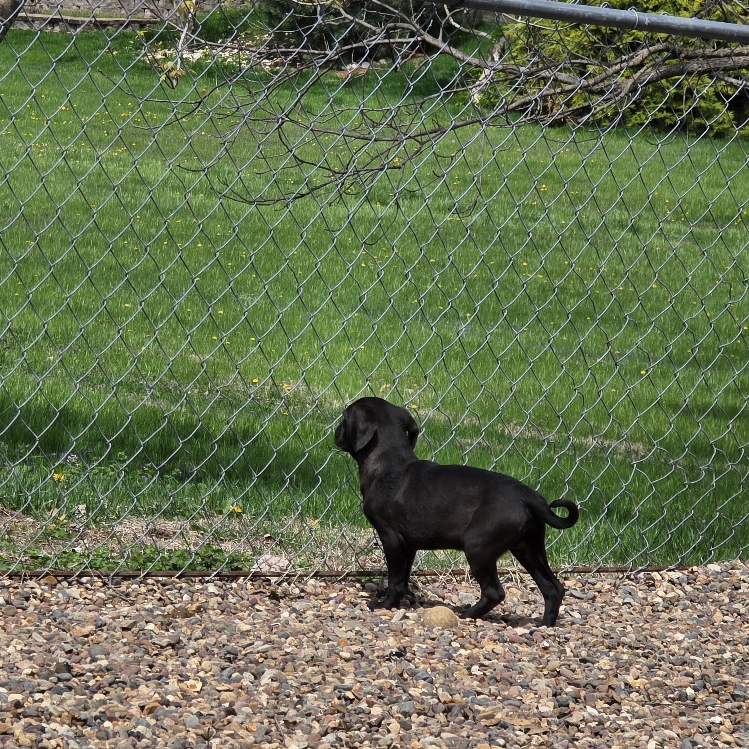 Enlarge Raven, a ADOPTABLE mixed breed in Wever, IA image 2/6