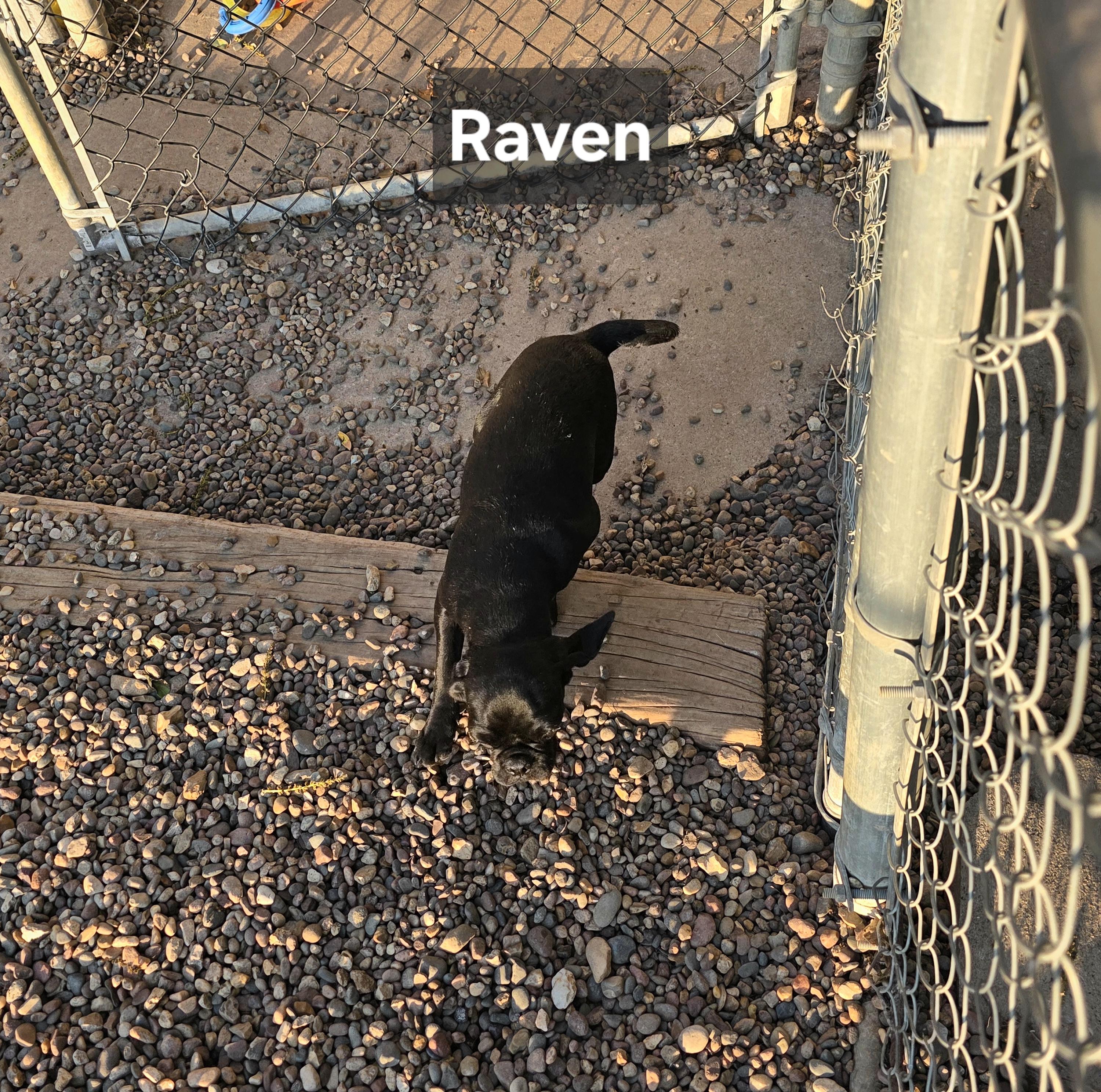 Enlarge Raven, a ADOPTABLE mixed breed in Wever, IA image 5/6