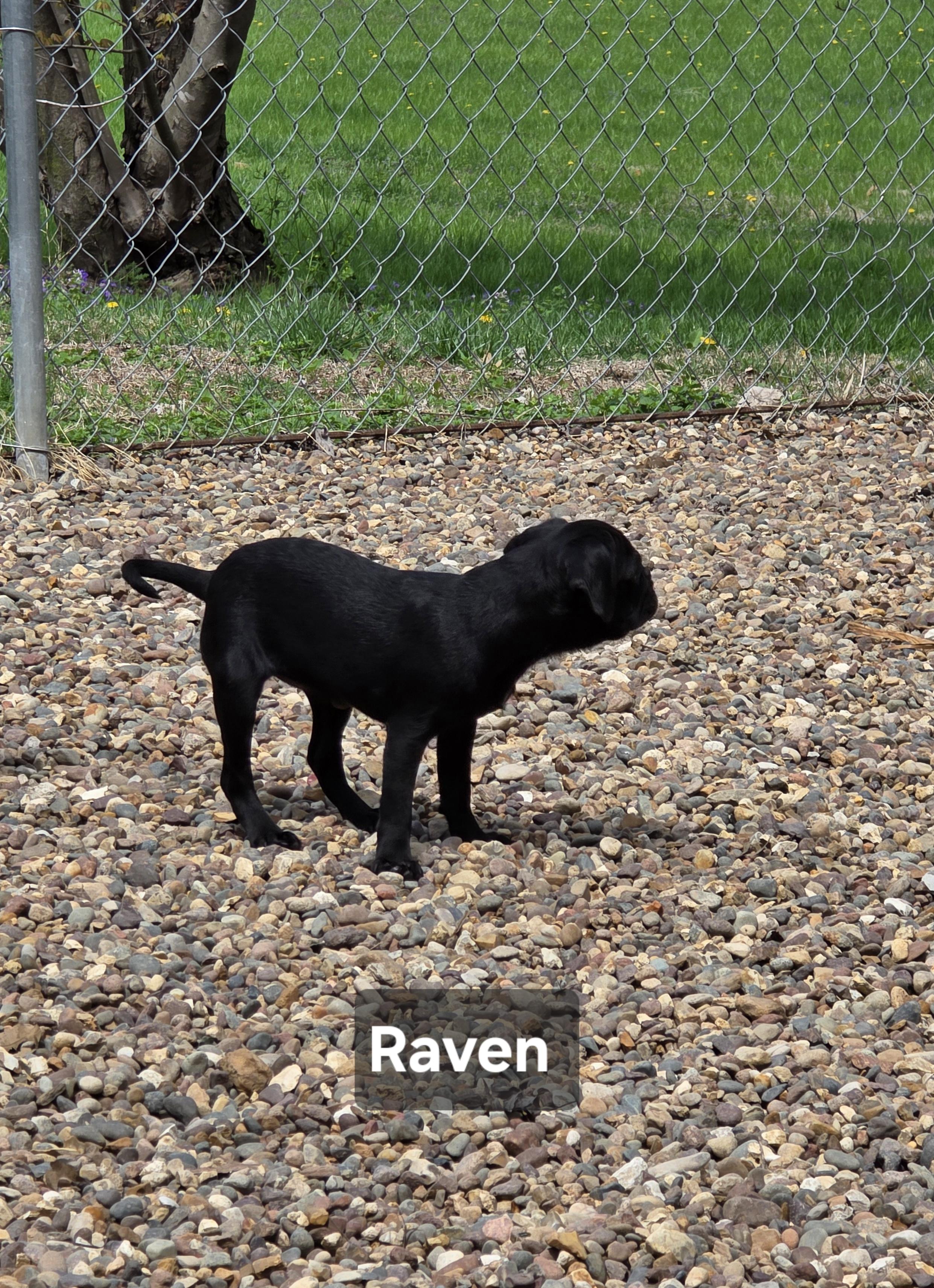 Enlarge Raven, a ADOPTABLE mixed breed in Wever, IA image 4/6